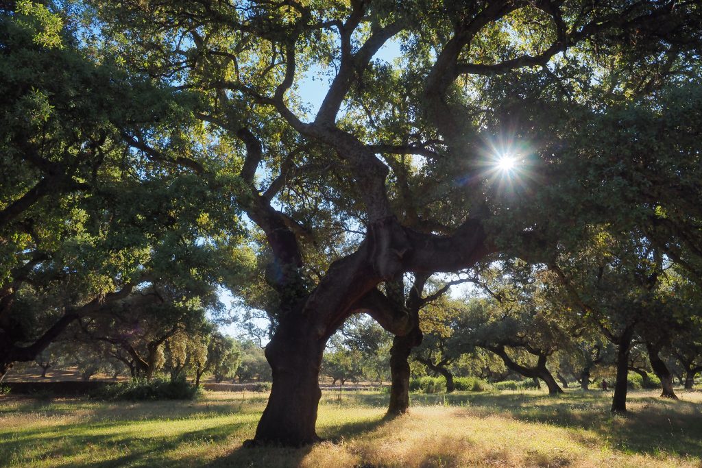Expertos en seca quercus