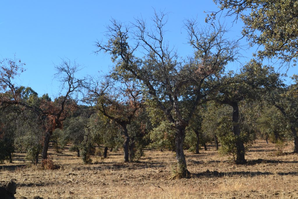 quercus-care-expertos-en-la-seca-03