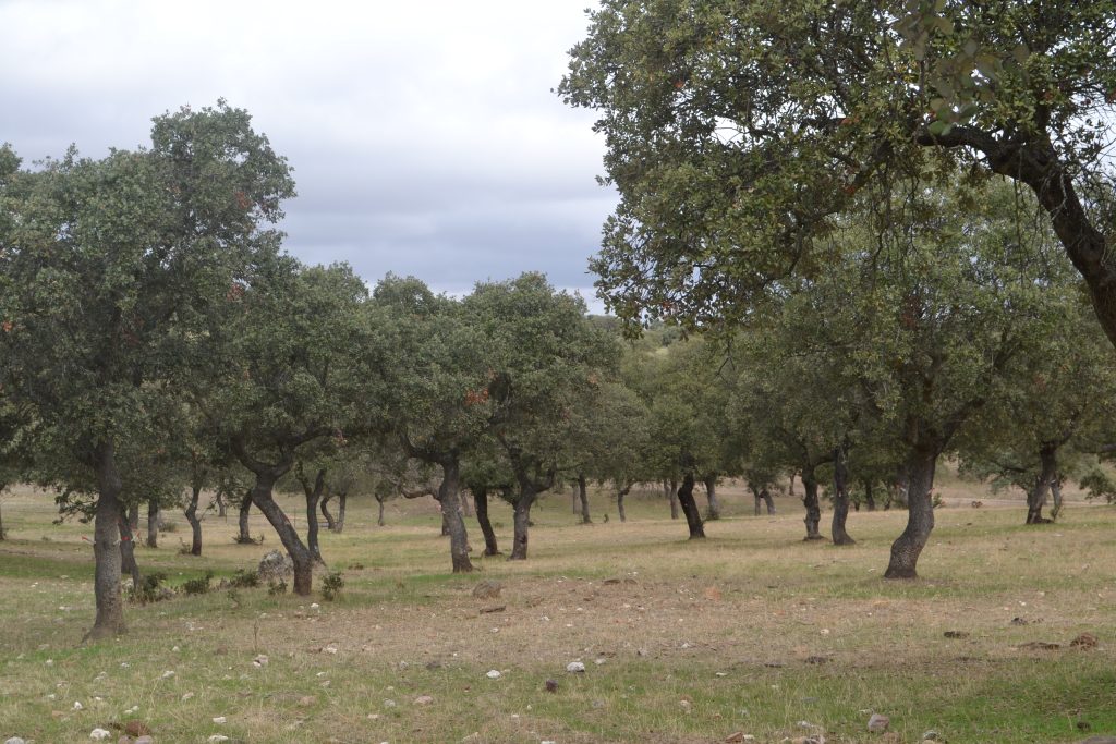 quercus-care-expertos-en-la-seca-04