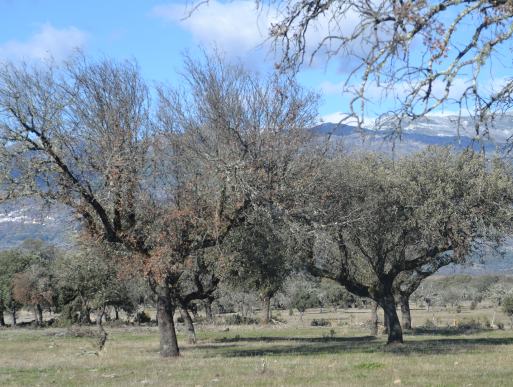 quercus-care-expertos-en-la-seca-08